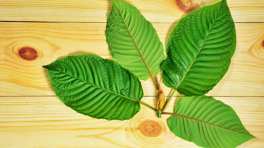 Kratom Strains: A Buyer's Guide to Online Savings