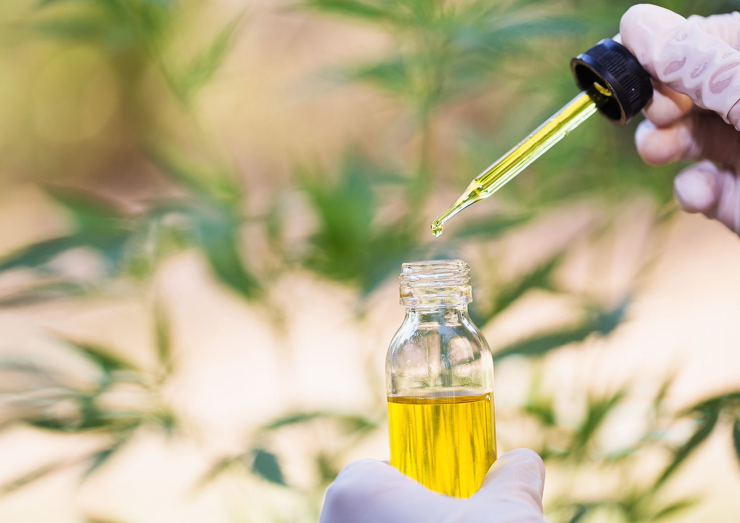 Where to Buy CBD Oil in Canada
